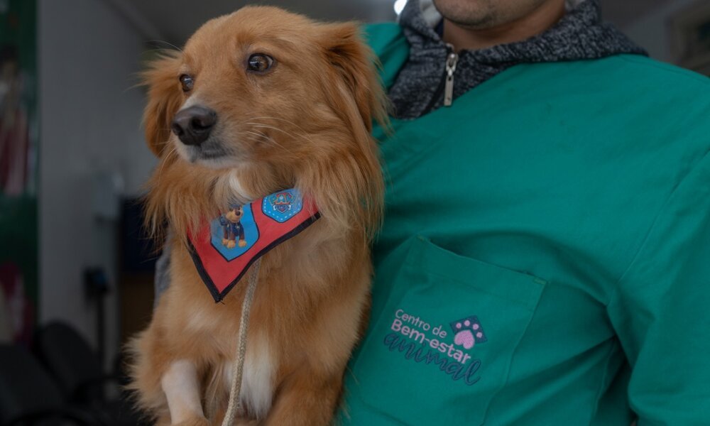 Castrações gratuitas de cães e gatos podem ser agendadas por canoenses do quadrante Sudoeste - Foto: Alisson Moura