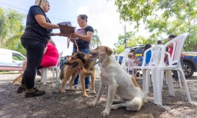 Castramóvel realiza atendimentos no bairro Niterói a partir de terça-feira, 11/Foto: Gustavo Garbino