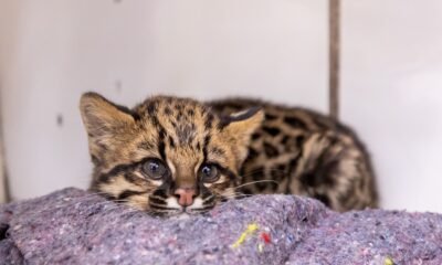 MiniZoo de Canoas recebe visitantes de terça a domingo