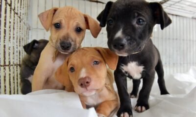 Feira de adoção de animais tem grande sucesso com mais de 200 adoções