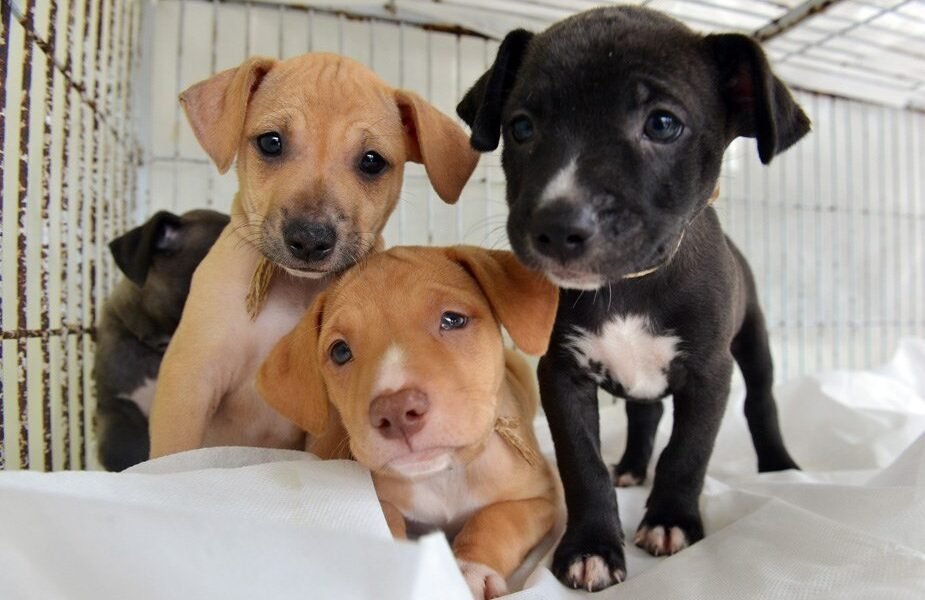 Feira de adoção de animais tem grande sucesso com mais de 200 adoções