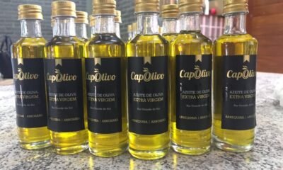Rio Grande do Sul produz dez das 12 marcas brasileiras de azeite consideradas melhores do mundo