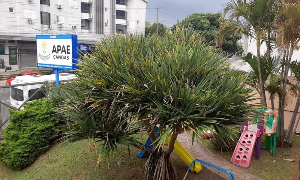 Nova gestão da APAE Canoas realiza mudanças na instituição