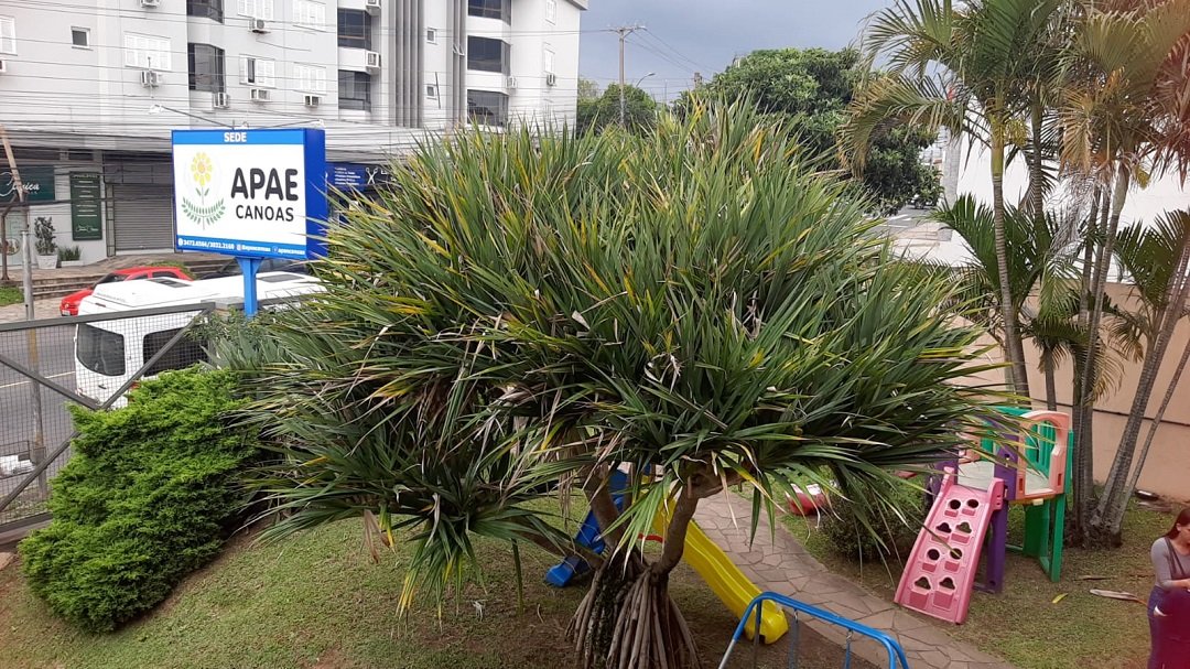 Nova gestão da APAE Canoas realiza mudanças na instituição