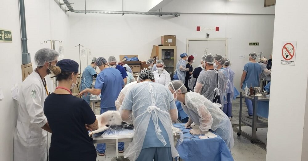 Mutirão de castrações acontece em comemoração ao Dia Mundial dos Animais