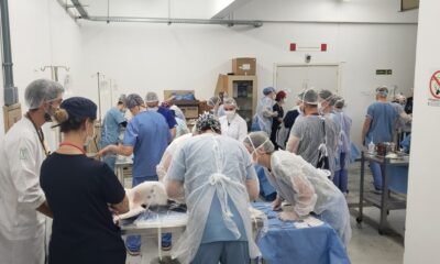 Mutirão de castrações acontece em comemoração ao Dia Mundial dos Animais