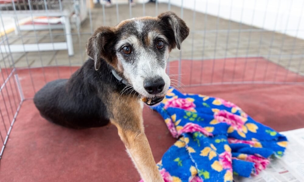 Primeira feira de adoção do ano será realizada no Calçadão de Canoas - Foto: Guilherme Pereira
