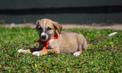 Secretaria do Bem-Estar Animal realiza feira de adoção no domingo em Canoas