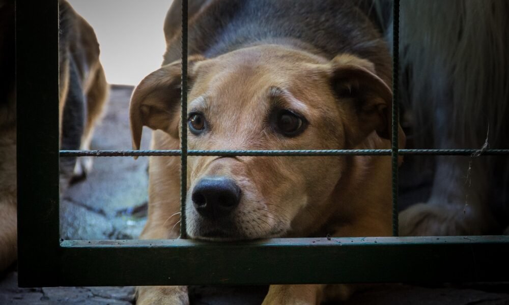 Mais de 700 animais ainda não foram adotados na SMBEA