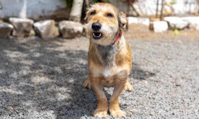 Mais de 1.200 animais resgatados na enchente aguardam adoção