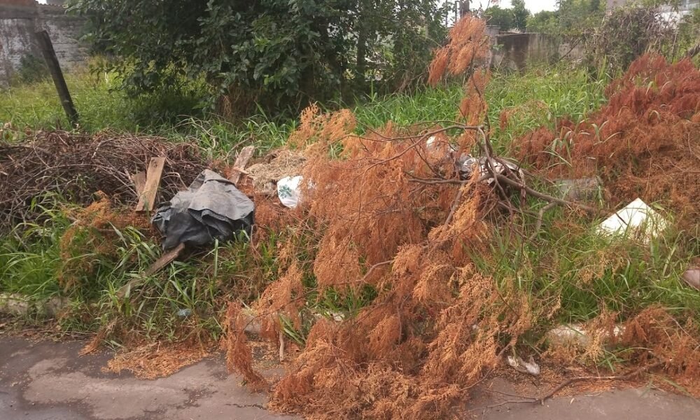 Moradores da rua Rio de Janeiro reclamam de galhos caídos e buracos na via – Foto: O Timoneiro