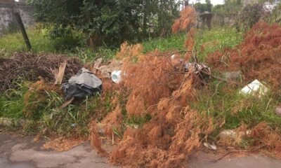 Moradores da rua Rio de Janeiro reclamam de galhos caídos e buracos na via – Foto: O Timoneiro