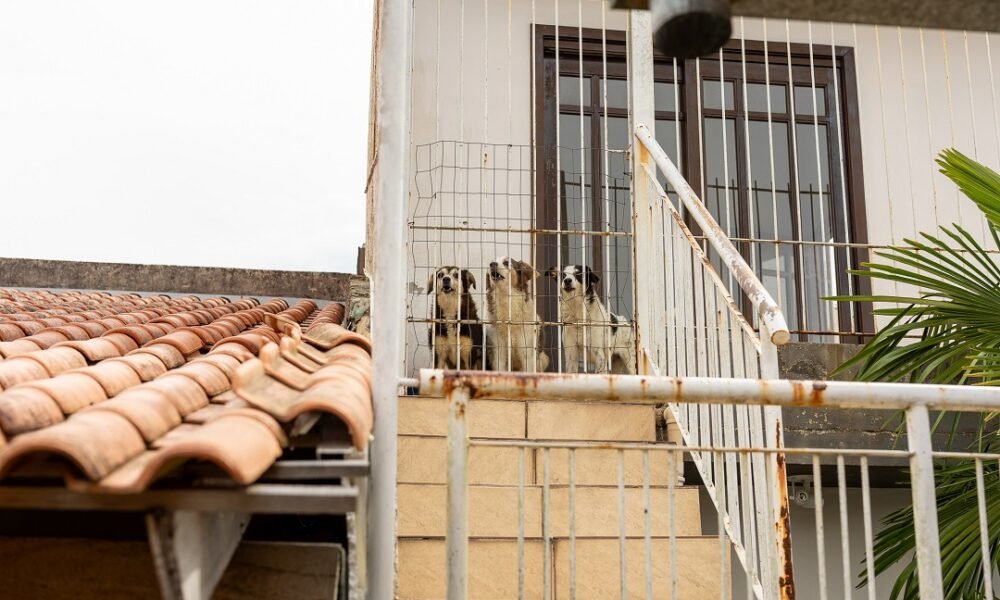 Quatro cães são resgatados em situação de abandono em Canoas - Foto: Renan Caumo