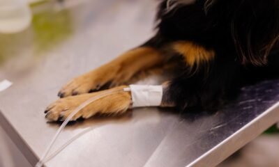 Moradores dos bairros Niterói e Nossa Senhora das Graças podem agendar castração de cães e gatos na quarta-feira, 27