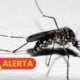Centro Estadual de Vigilância em Saúde emite alerta epidemiológico para dengue e chikungunya