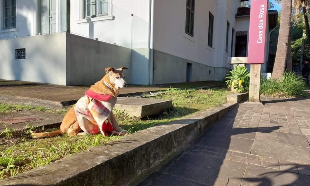 Canoas se despede da Branca, adotada pela Casa dos Rosa, aos 17 anos