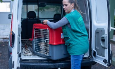 Tutores de Canoas têm prazo de dez dias para encontrar seus pets