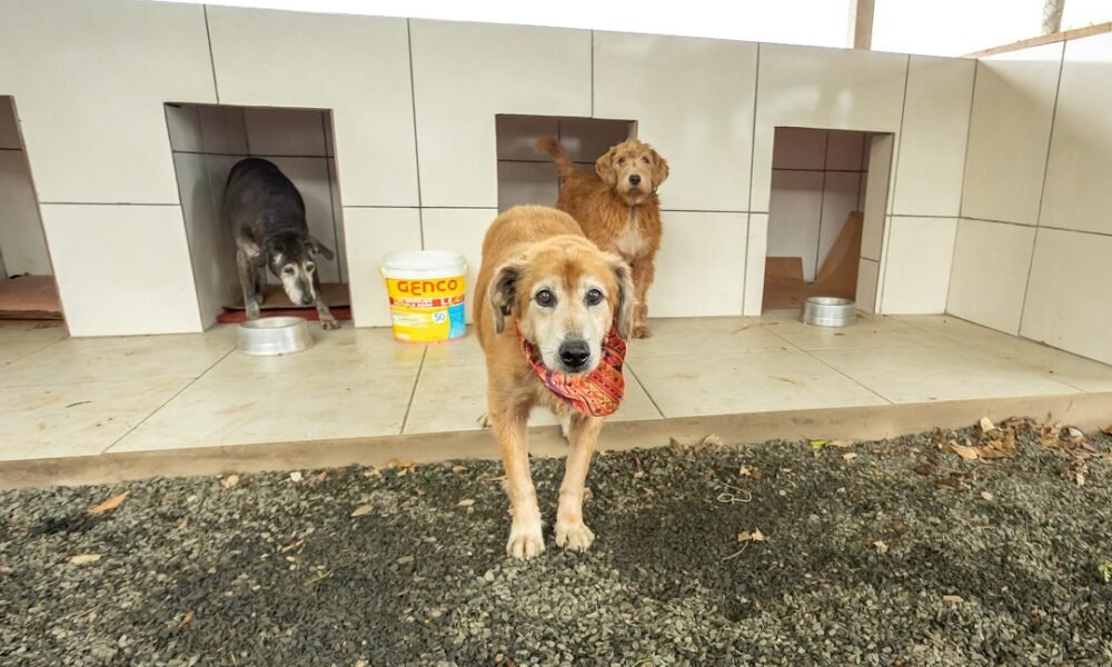 Feira de Adoção para 100 cães e gatos ocorre neste sábado em Canoas - Foto: Guilherme Pereira