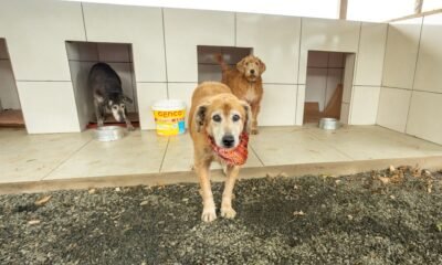 Feira de Adoção para 100 cães e gatos ocorre neste sábado em Canoas - Foto: Guilherme Pereira