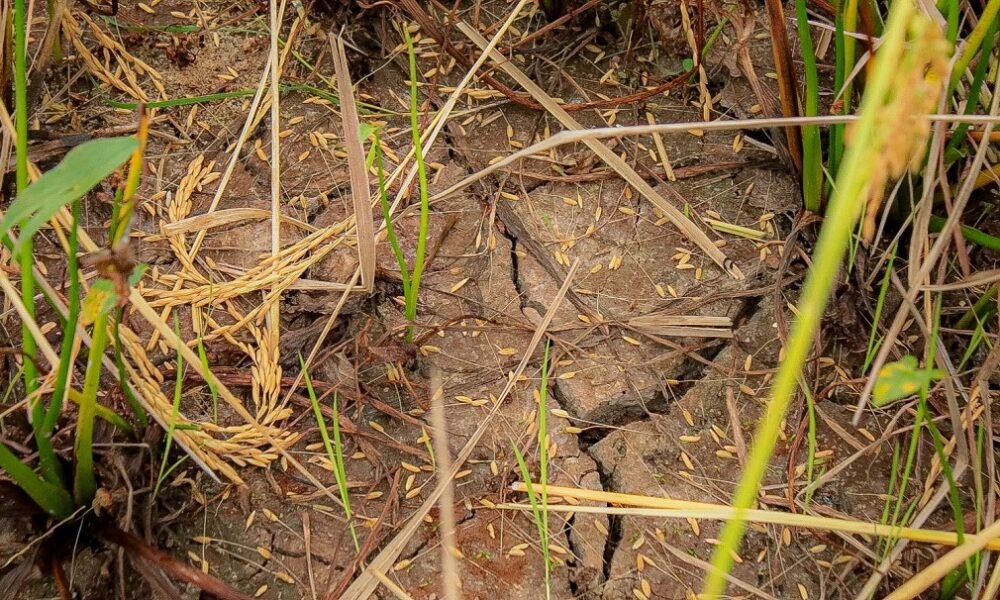 Oscilações climáticas devem provocar queda na colheita do arroz em Nova Santa Rita - Divulgação NSR
