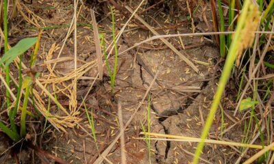 Oscilações climáticas devem provocar queda na colheita do arroz em Nova Santa Rita - Divulgação NSR