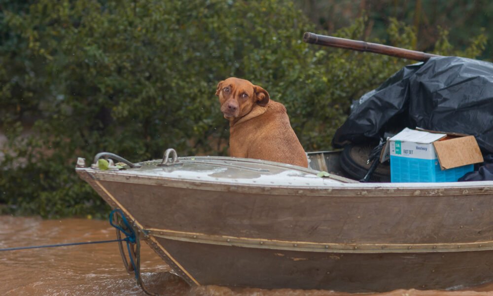 Tutores têm até 13/06 para reconhecer os animais resgatados