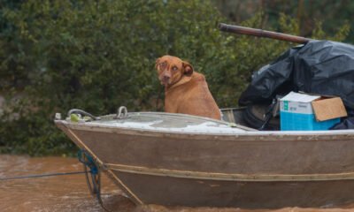 Tutores têm até 13/06 para reconhecer os animais resgatados