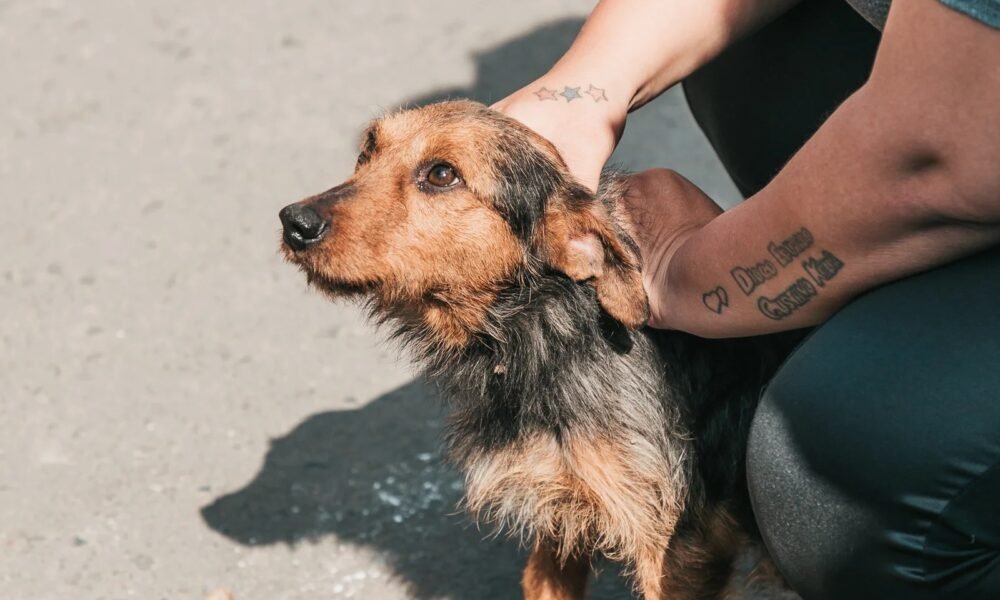 Cadastro para castrações gratuitas de cães e gatos será aberto na sexta-feira em Canoas