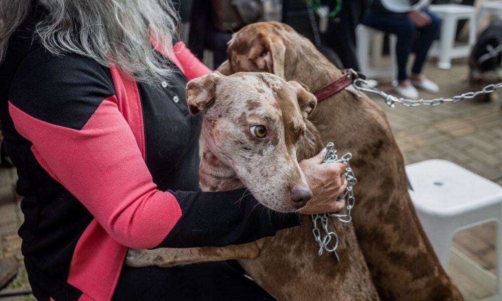 Feira de adoção com animais resgatados na enchente em Canoas acontece sábado