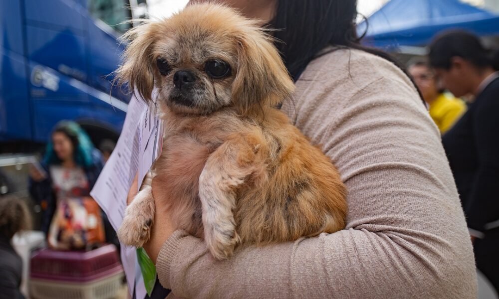Prefeitura informa abertura de inscrições para castração de cães e gatos na quarta-feira