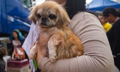 Prefeitura informa abertura de inscrições para castração de cães e gatos na quarta-feira
