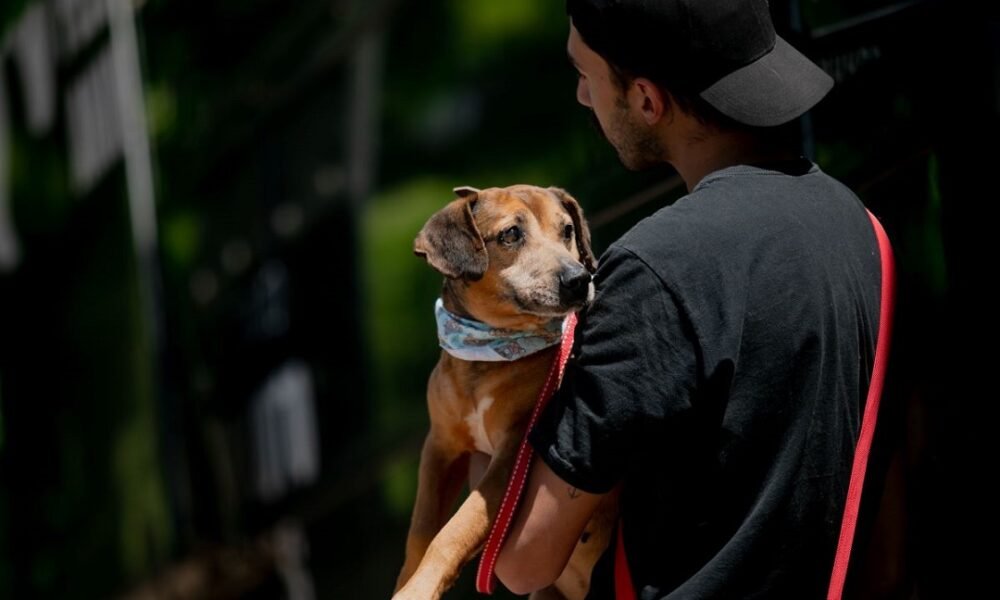 Feira de adoção de cães e gatos resgatados na enchente em Canoas será no sábado