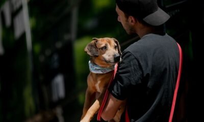 Feira de adoção de cães e gatos resgatados na enchente em Canoas será no sábado