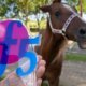 Símbolo de resistência da enchente em Canoas, Cavalo Caramelo recebe troféu Bicho do Ano 