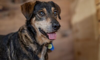 Feira de Adoção de Animais resgatados na enchente em Canoas acontece nos dias 29 e 30 de março