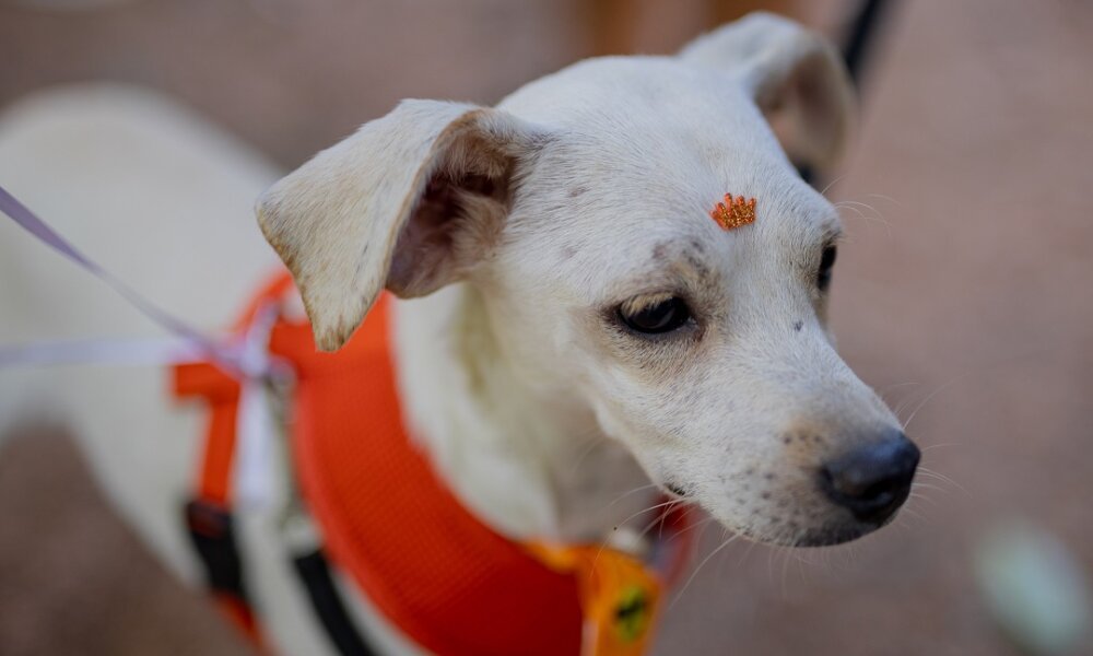 Mostra “Branca a Dona da Casa” resgata memórias da mascote da Casa dos Rosas