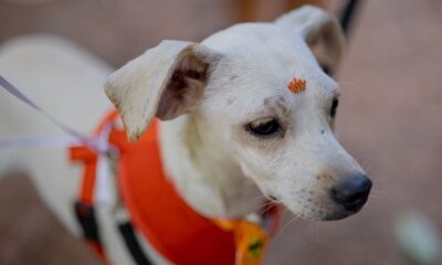 Mostra “Branca a Dona da Casa” resgata memórias da mascote da Casa dos Rosas
