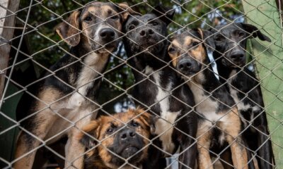 Cães resgatados da enchente em Canoas são encaminhados para adoção em São Paulo