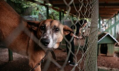 Campanha de adoção de cães em Canoas mobiliza ONG de São Paulo