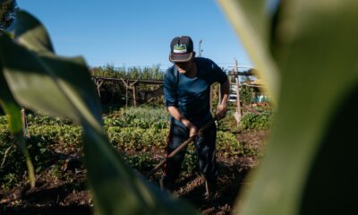Horta comunitária no Harmonia é reconstruída após a enchente de 2024