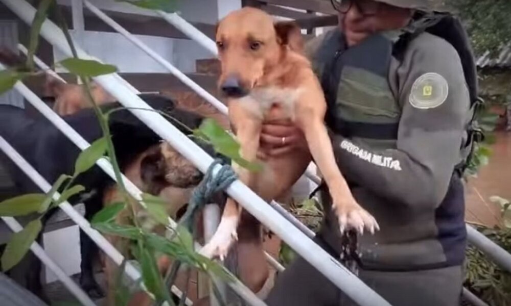 CHUVAS: Mais de 7 mil pessoas desalojadas, quatro mortos e 146 municípios afetados no RS