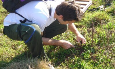 Ulbra integra estudo que monitora espécie de abelha invasora