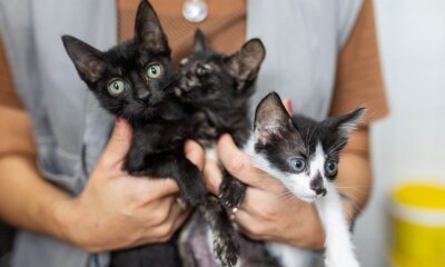 Programa MIAU realiza castrações de gatos durante a madrugada em Canoas