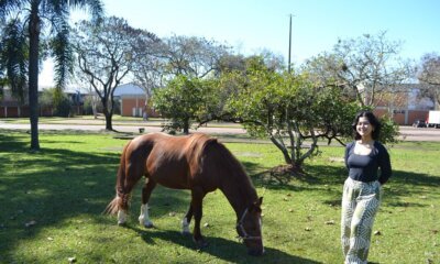 Cavalo Caramelo vira símbolo em estudo internacional sobre catástrofe no RS