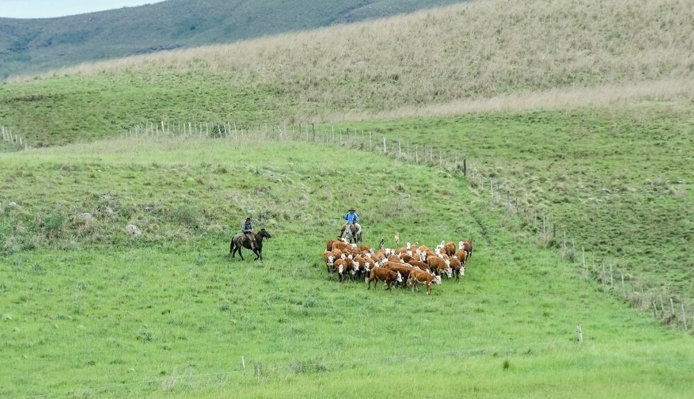 Projeto de produção sustentável no Bioma Pampa é finalista do GRI Awards 2025