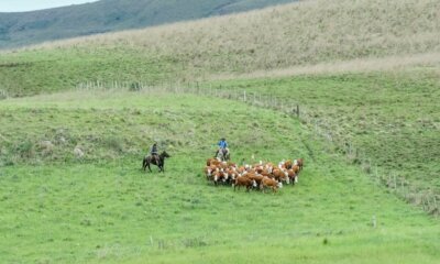 Projeto de produção sustentável no Bioma Pampa é finalista do GRI Awards 2025
