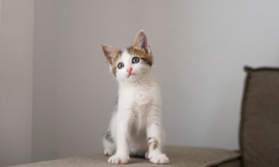 2ª edição do Programa MIAU na rua promove castração gratuita de gatos machos em Canoas