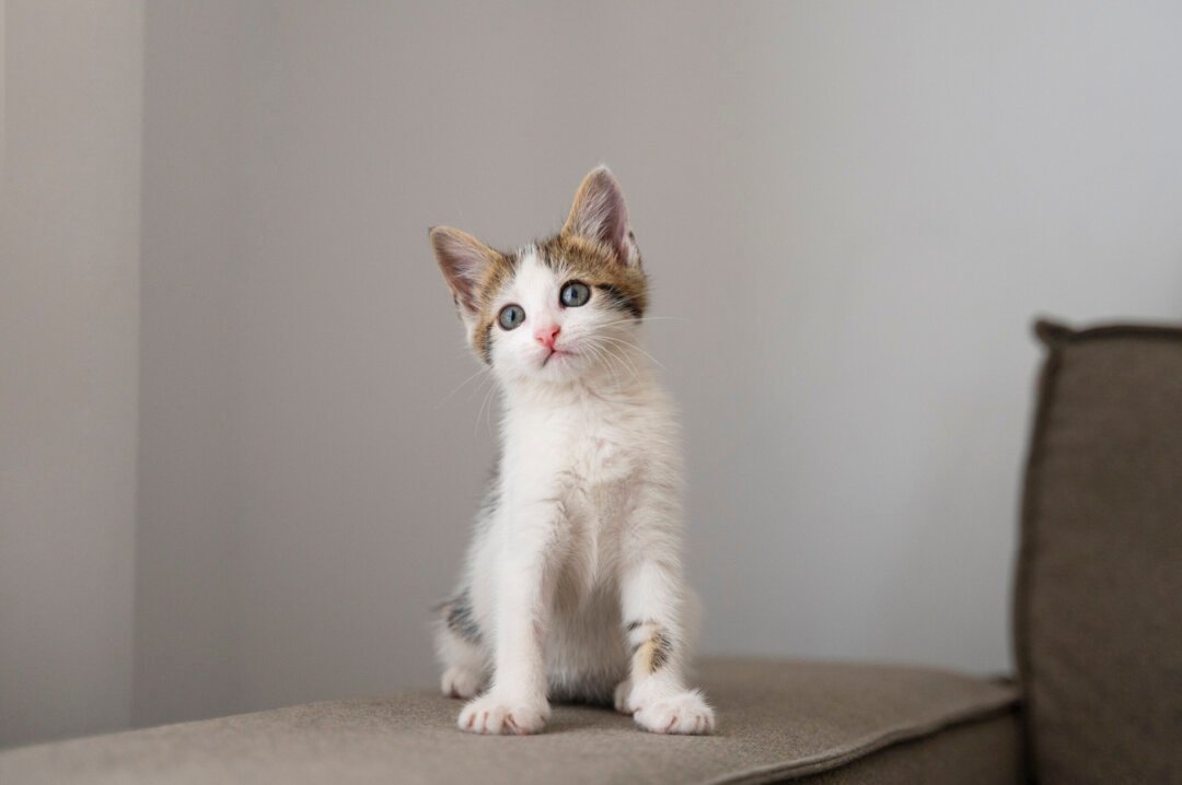 2ª edição do Programa MIAU na rua promove castração gratuita de gatos machos em Canoas