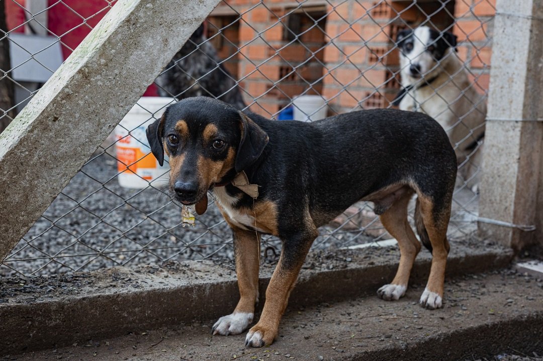 Aprovado por unanimidade projeto que cria o programa “TeleCio” em Canoas