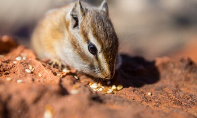 Imagem ilustrativa